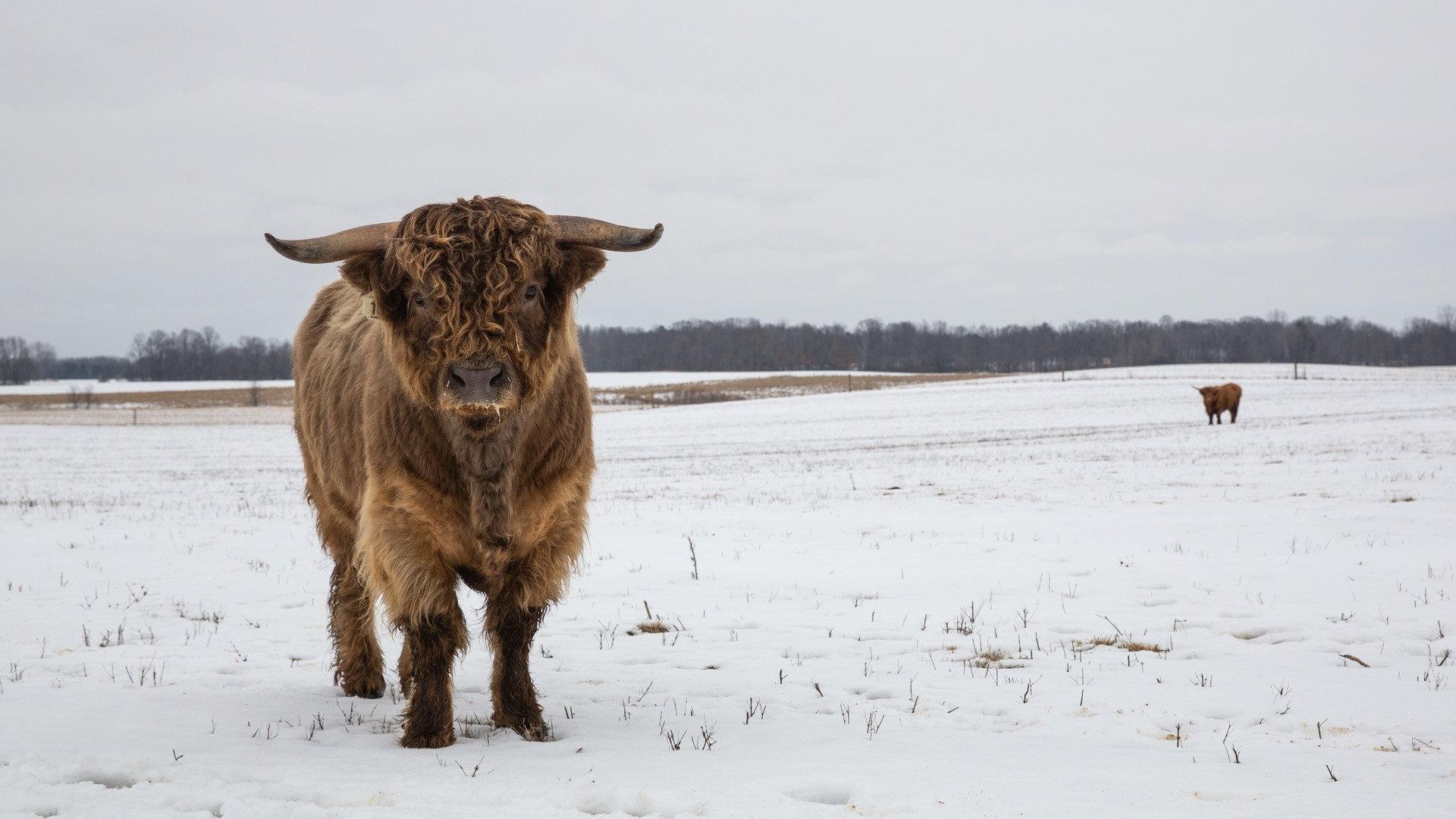 Still from Walking in a Winter Pol-ar Land