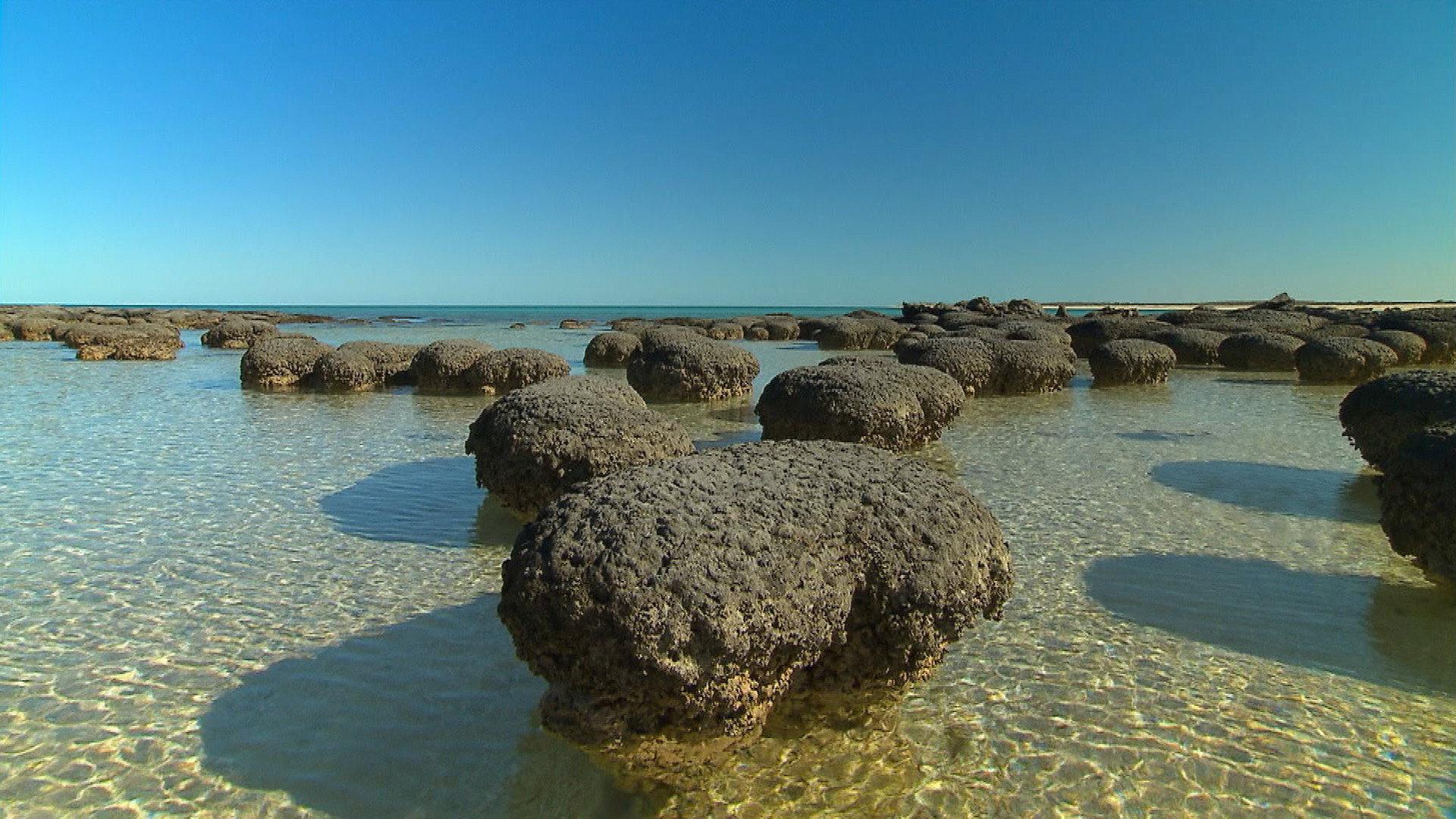 Still from Australia's First 4 Billion Years: Awakening