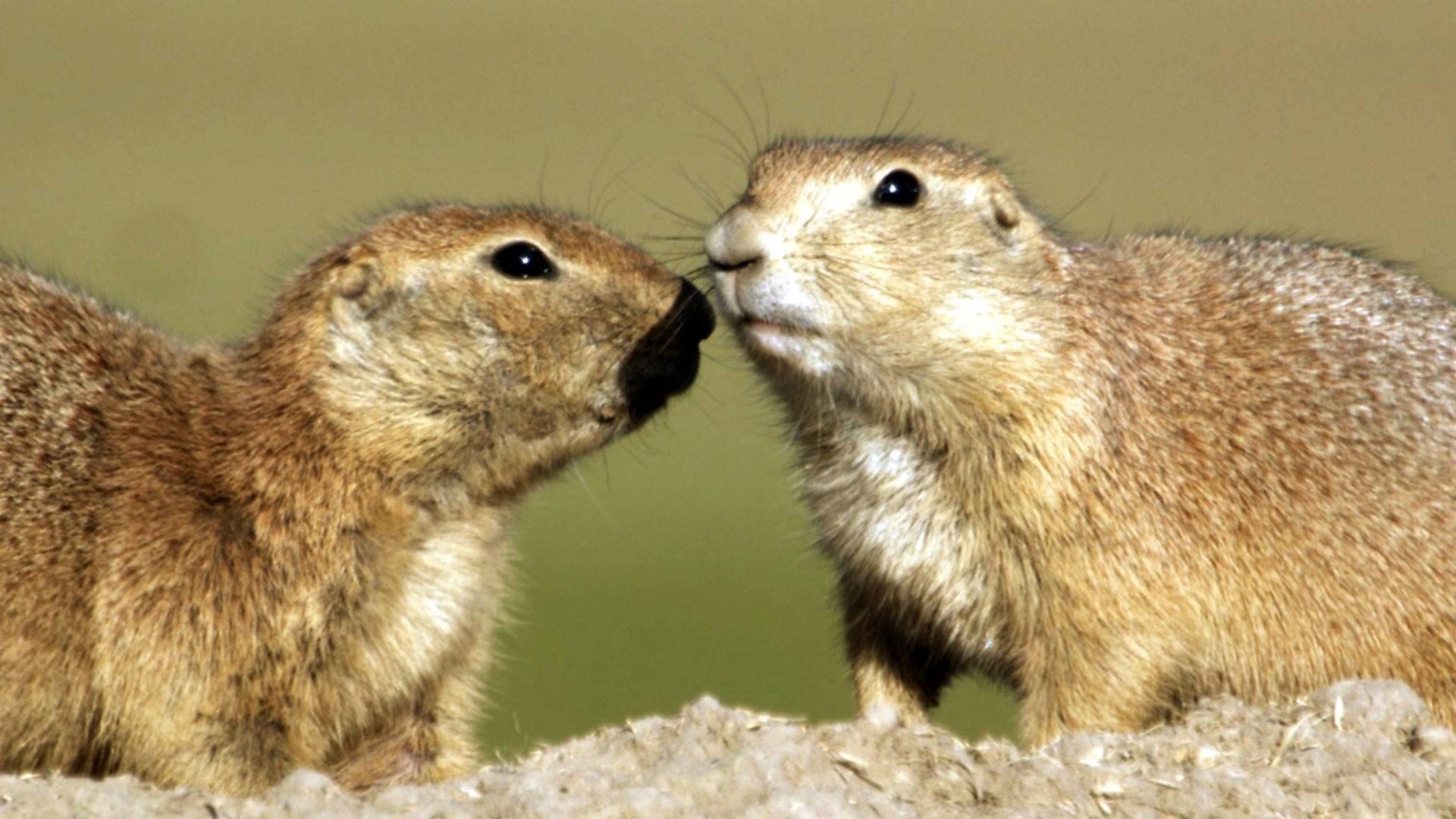 Still from Prairie Dogs - Talk of the Town