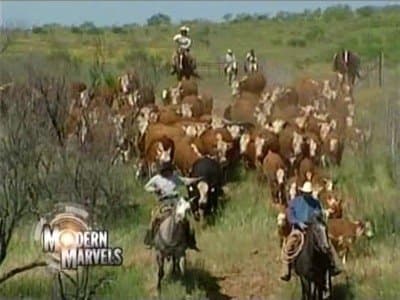 Still from Cattle Ranches