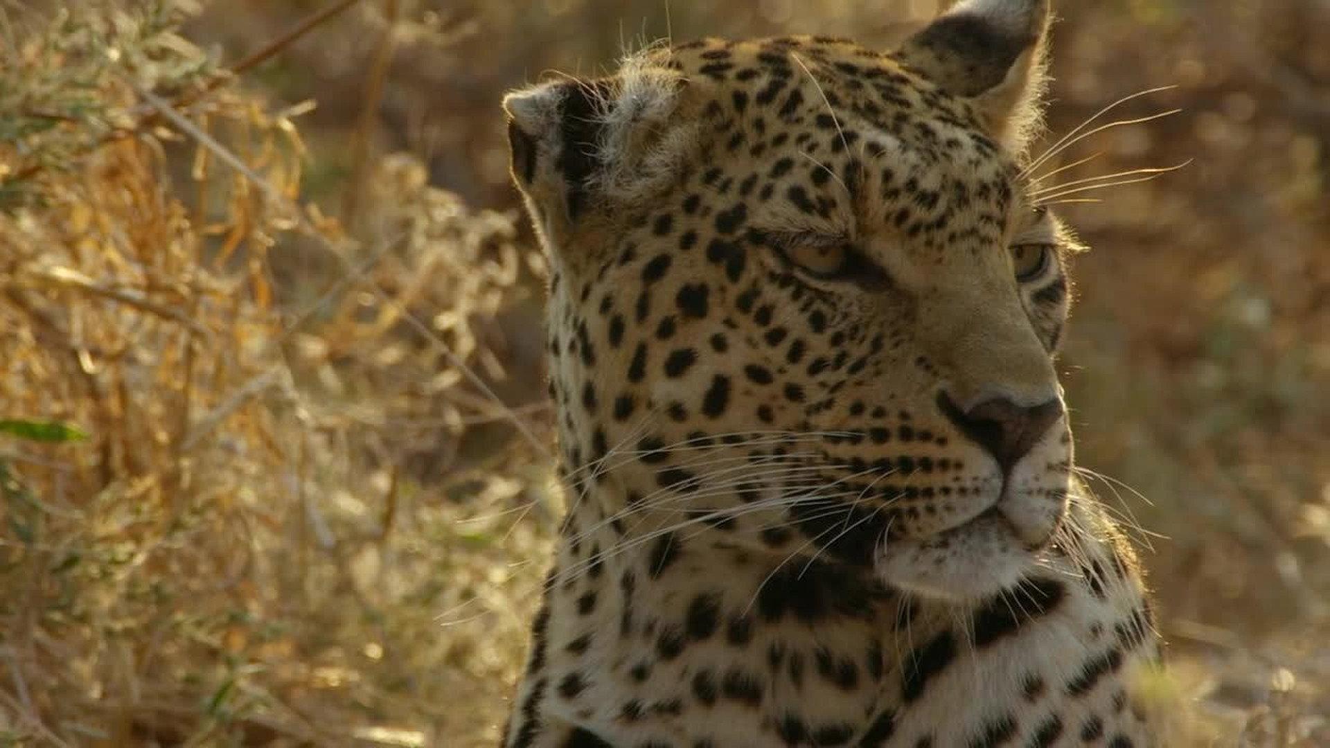 Still from Dawn of Darkness
