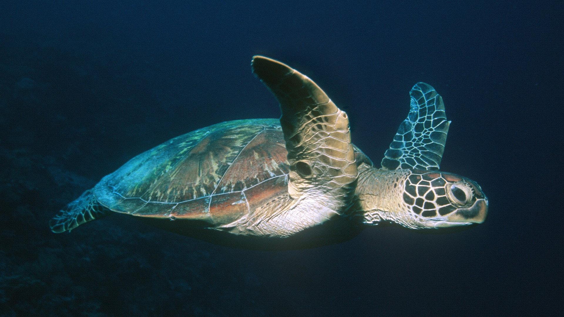 Still from Voyage of the Lonely Turtle