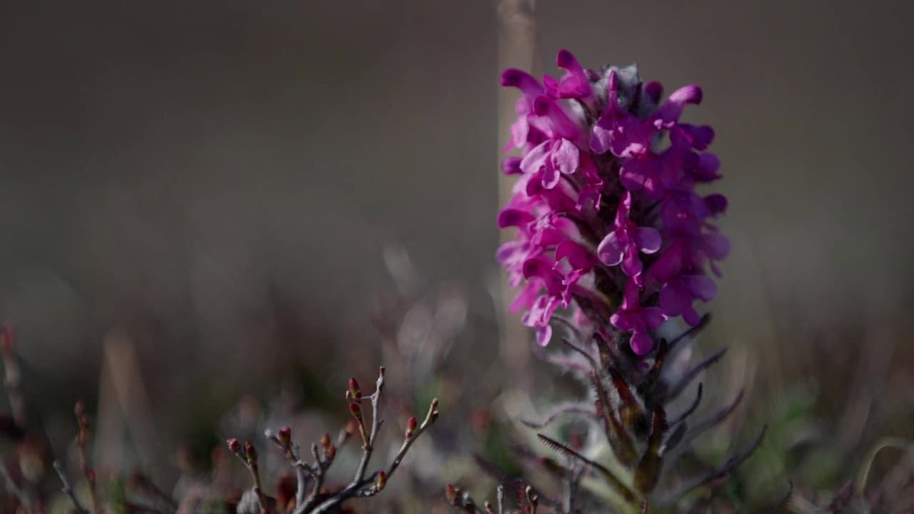 Still from The Last Snow