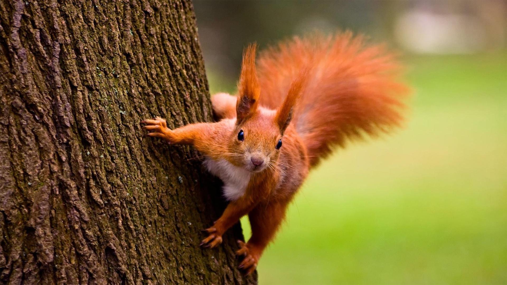 Still from A Squirrel's Guide to Success