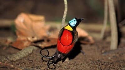 Still from Birds of Paradise