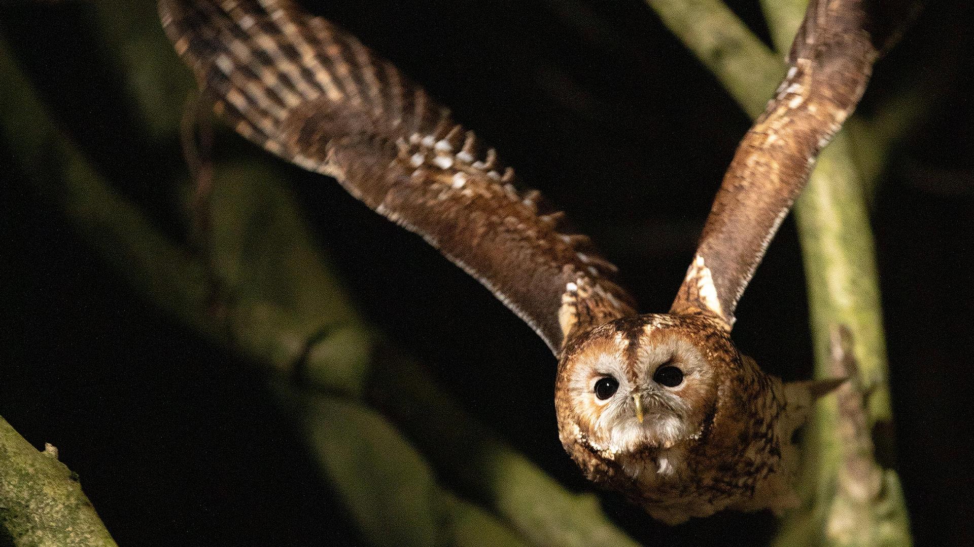 Still from Raptors - A Fistful of Daggers: Extreme Lives