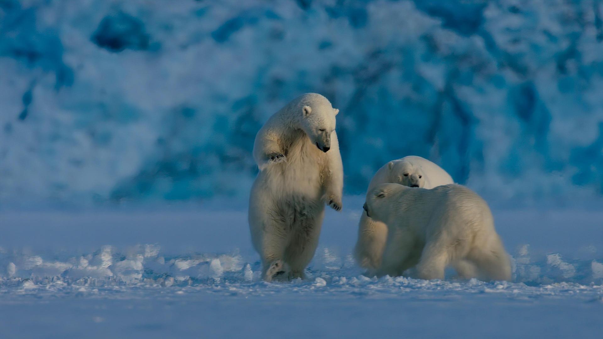 Still from Polar Bear Winter