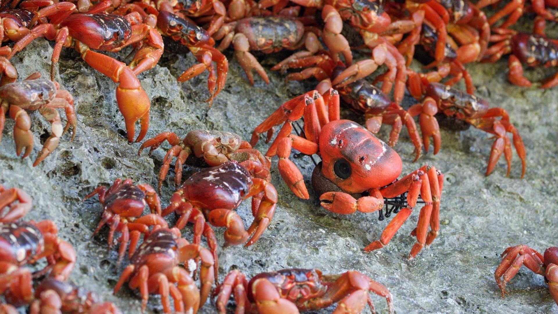 Still from Spy in The Wild 2: The Islands