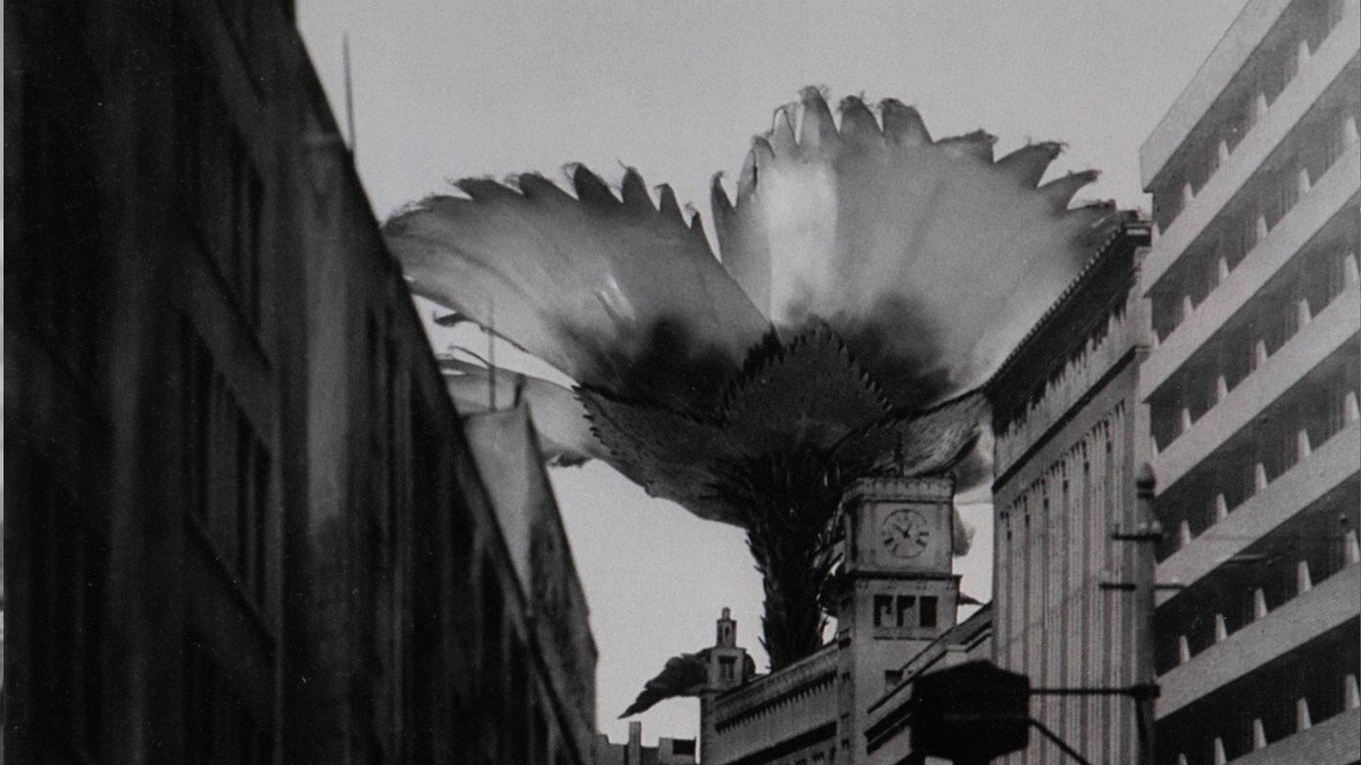 Still from Mammoth Flower