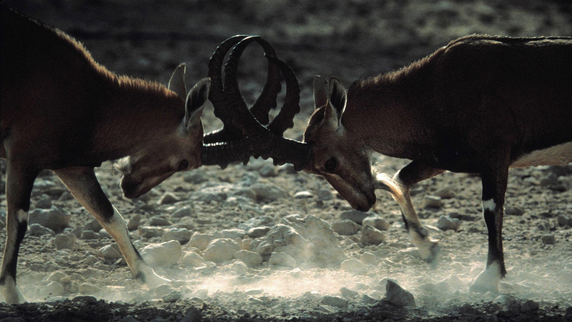 Still from Lost World of the Holy Land