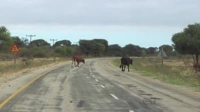 Still from Be Safe and Don't Hit a Cow