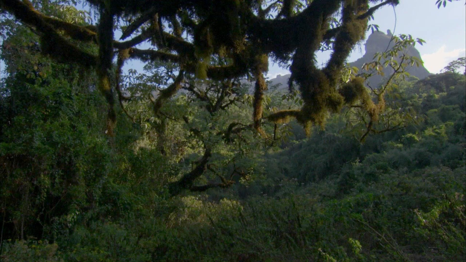 Still from Deleted Scene - Harenna Forest