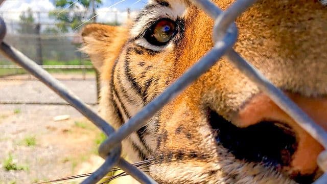 Still from Tigers: Hunting the Traffickers