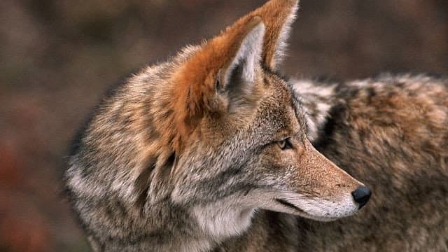 Still from Coyote: the Ultimate Survivor?