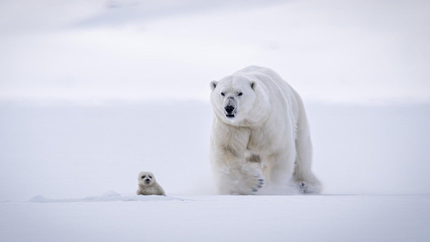 Still from In the Grip of the Seasons (Arctic)