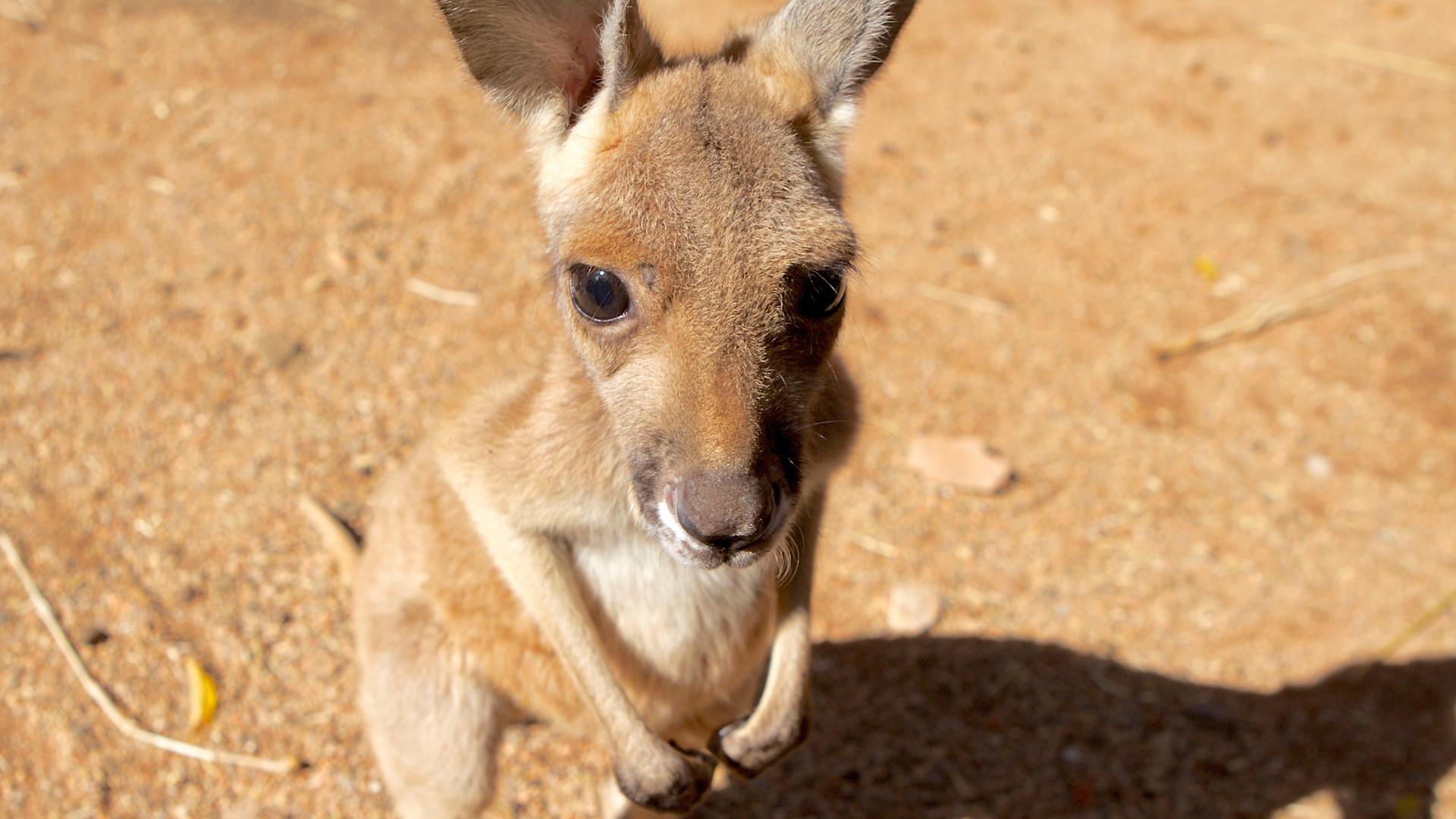 Still from Kangaroo Dundee and Other Animals (1)