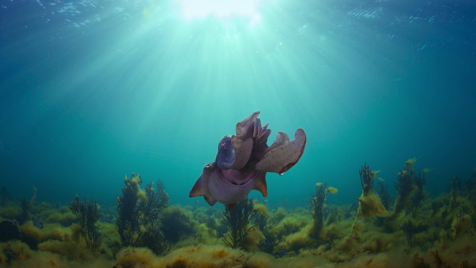 Still from Octopus