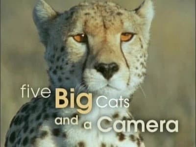 Still from Five Big Cats and a Camera