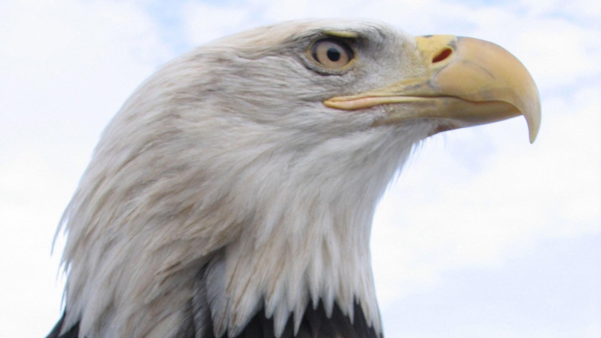 Still from American Eagle