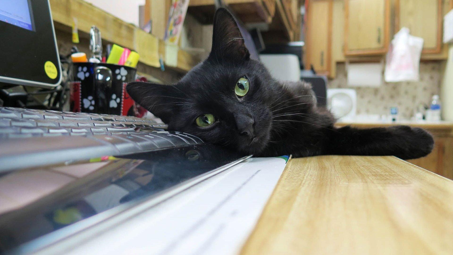 Still from Hooked on a Feline