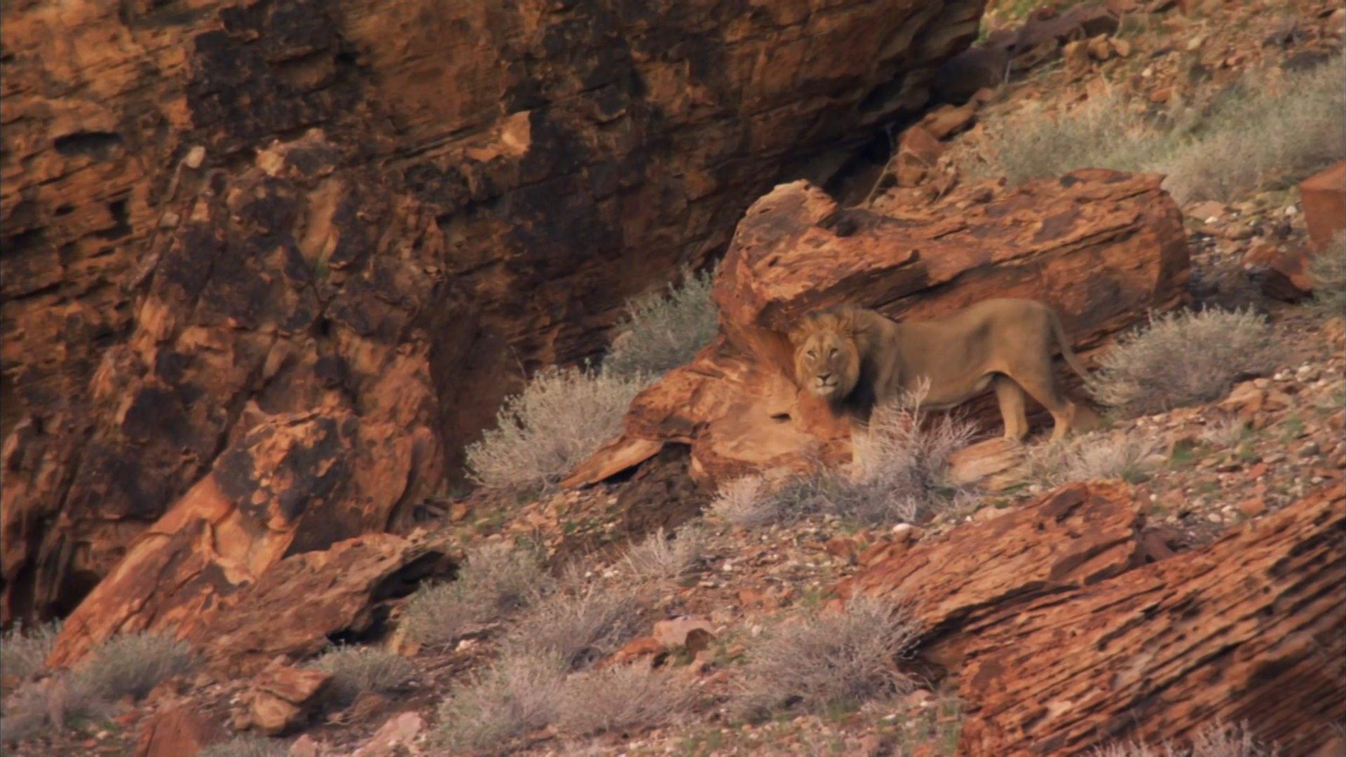 Still from Desert Lions