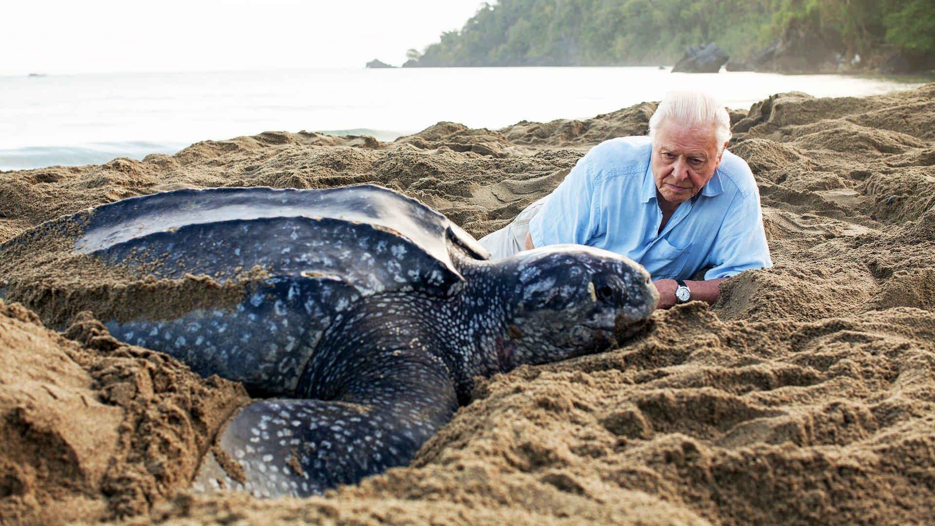 Still from Our Blue Planet