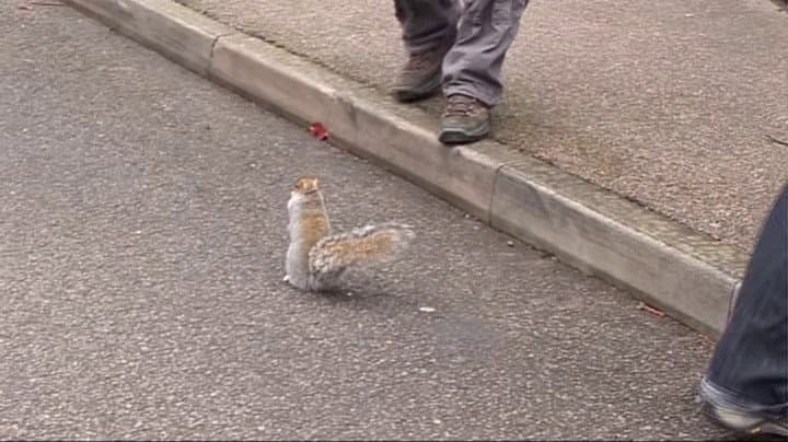 Still from The Squirrel