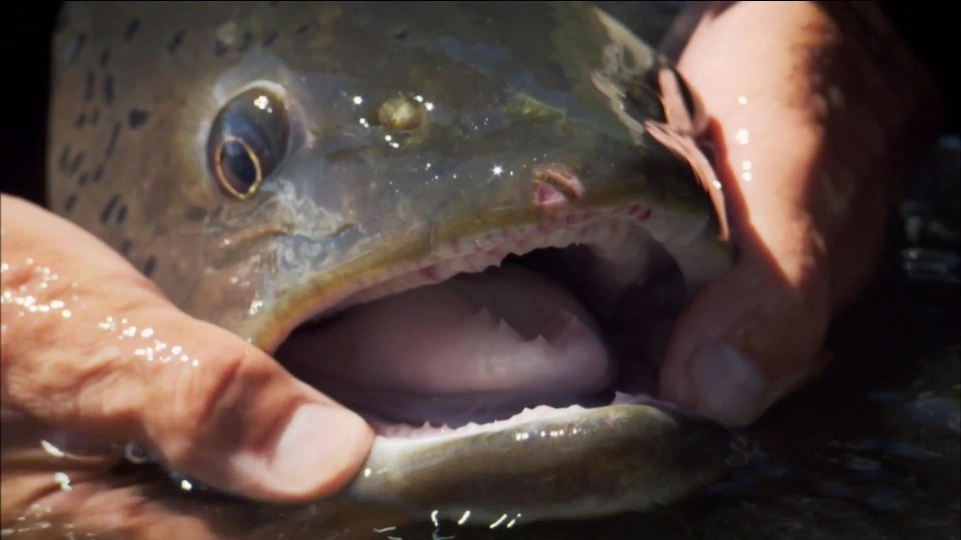 Still from Mongolian Mauler