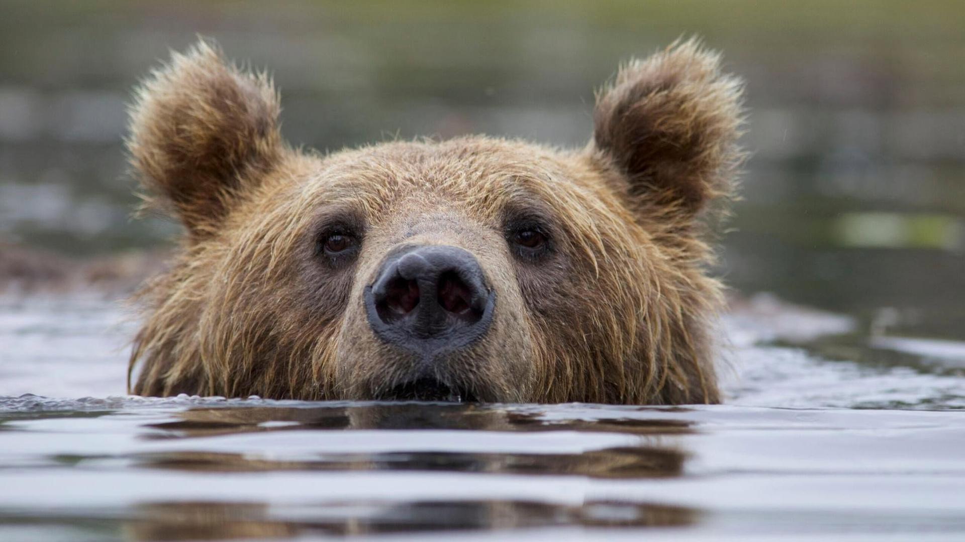 Still from Santa's Wild Home