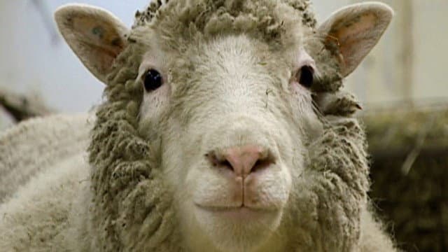 Still from Dolly: The Sheep That Changed the World
