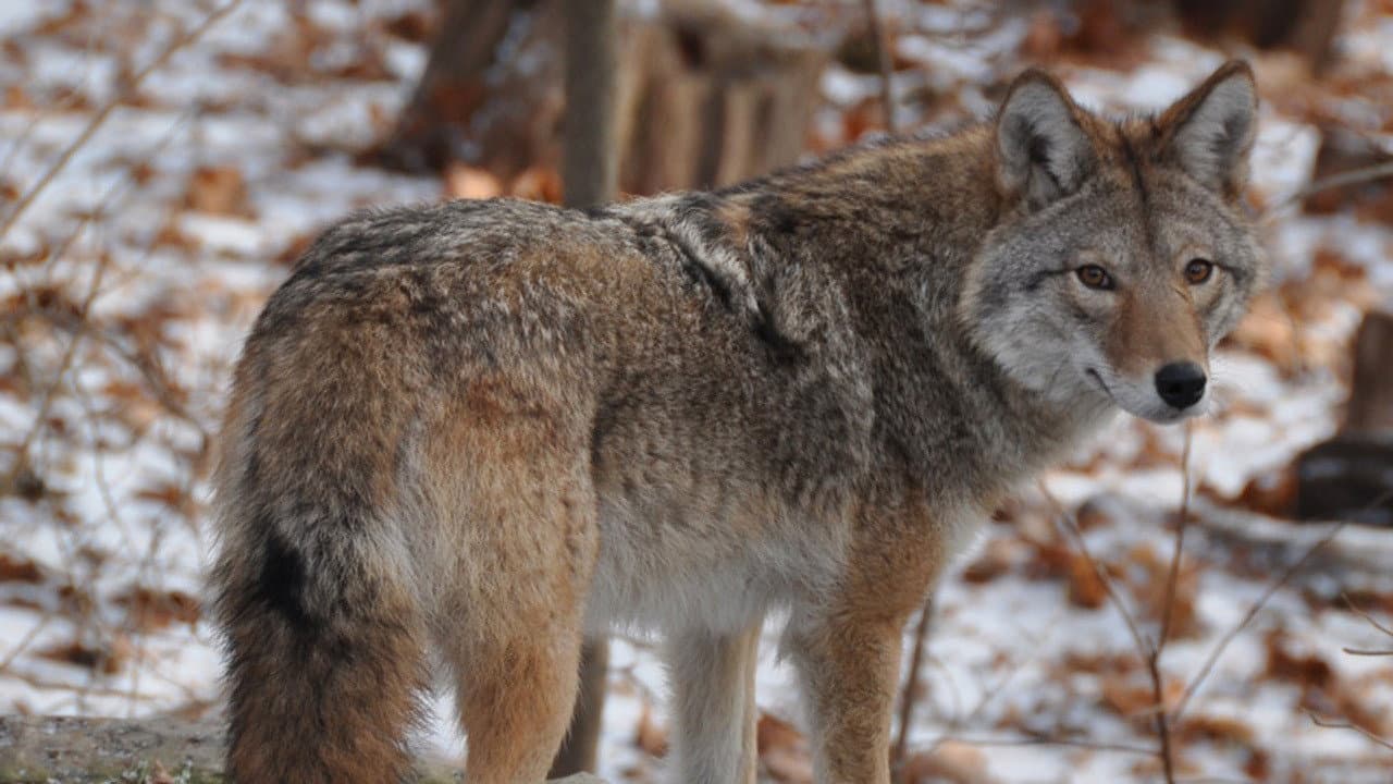 Still from Meet the Coywolf