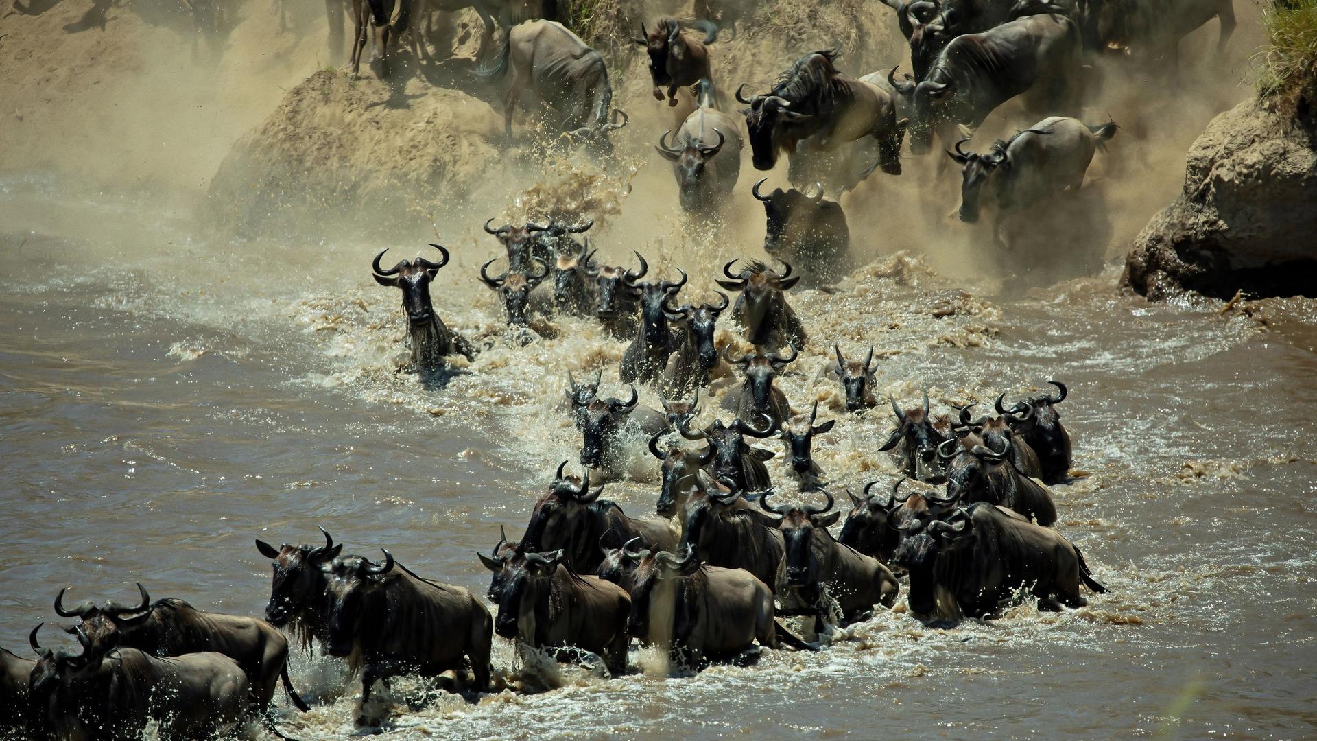 Still from Mind of the Swarm