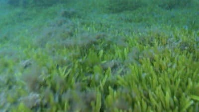 Still from Deep Sea Invasion
