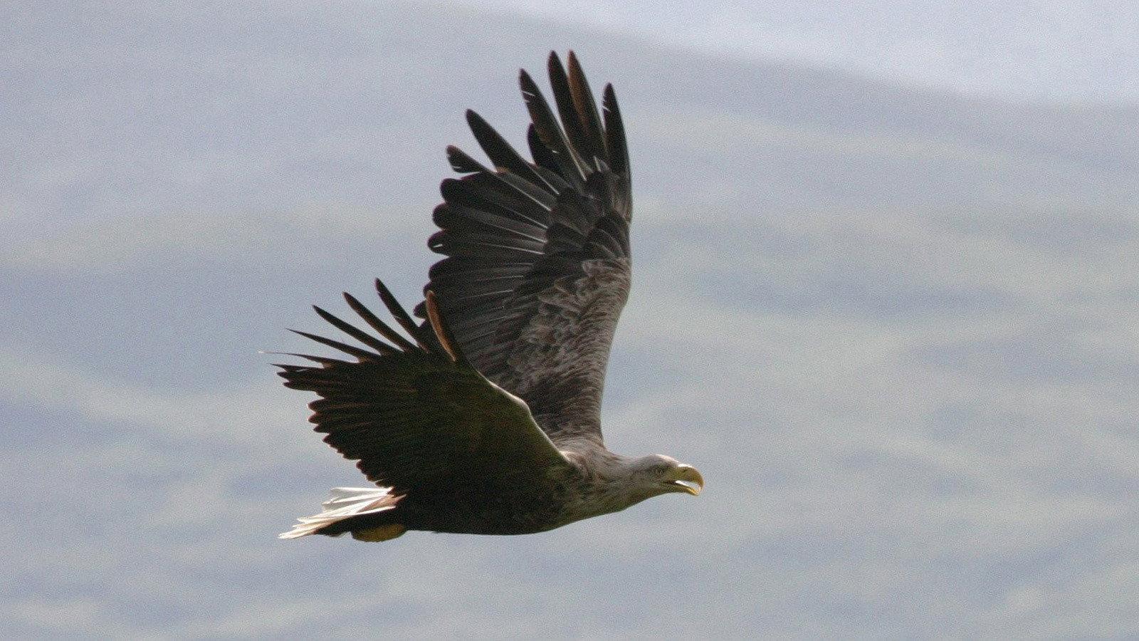 Still from Eagles of Mull