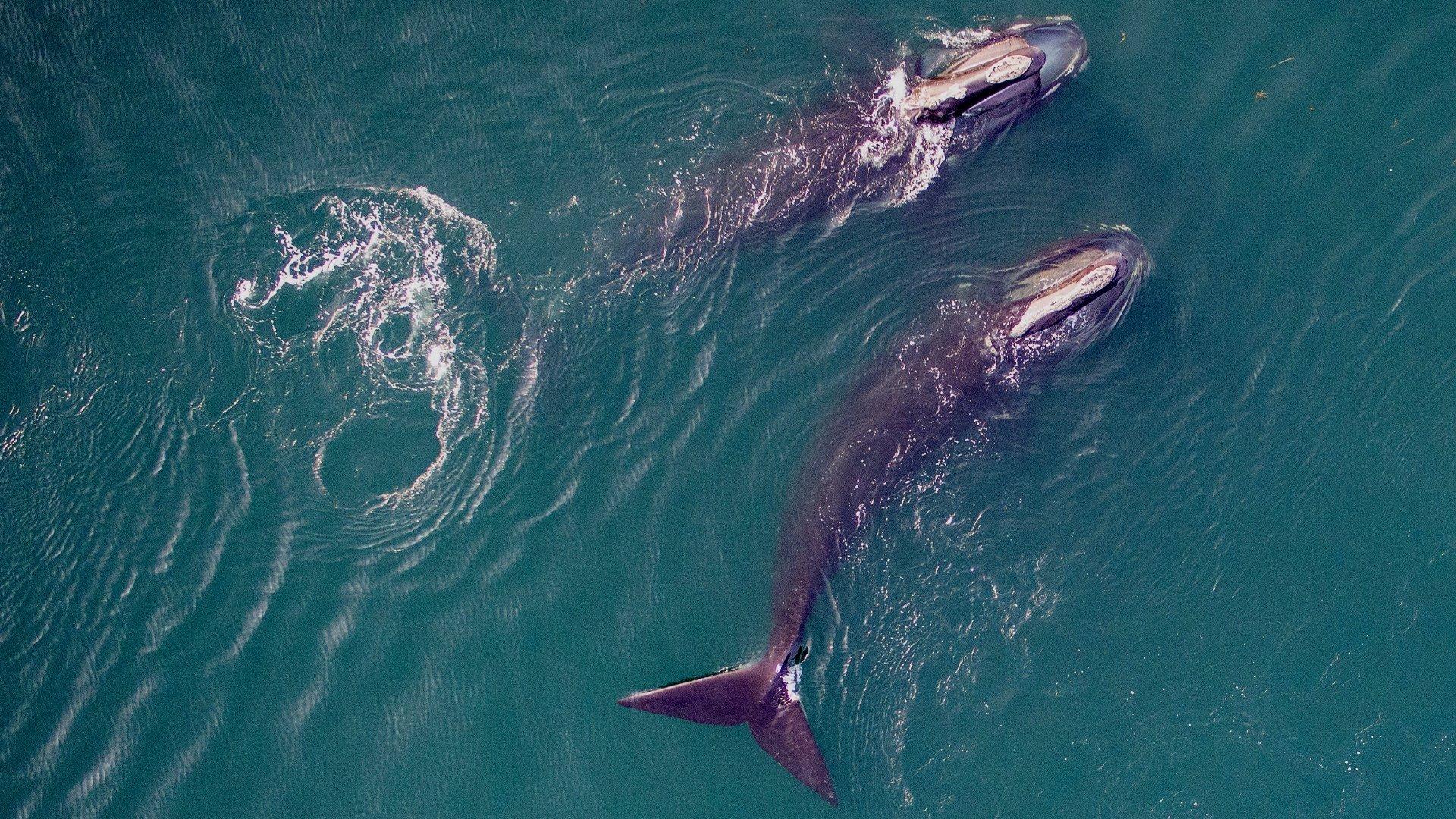 Still from Saving the Right Whale