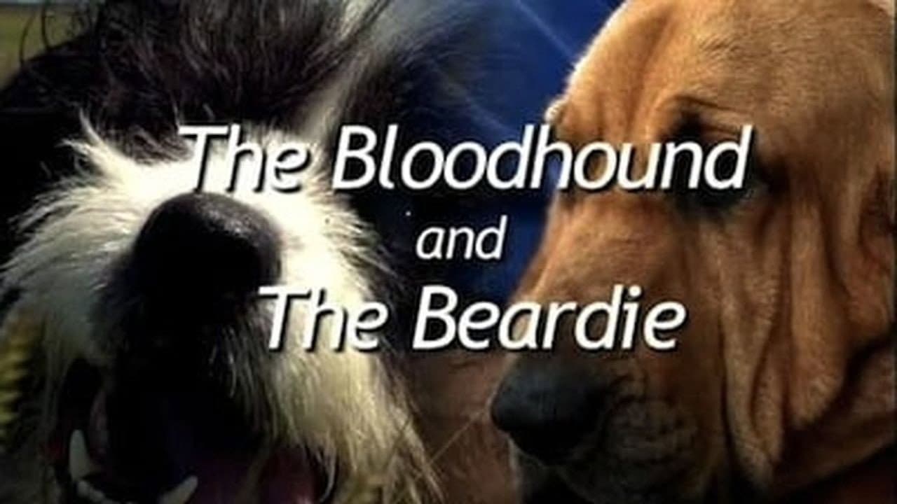 Still from The Bloodhound and the Beardie