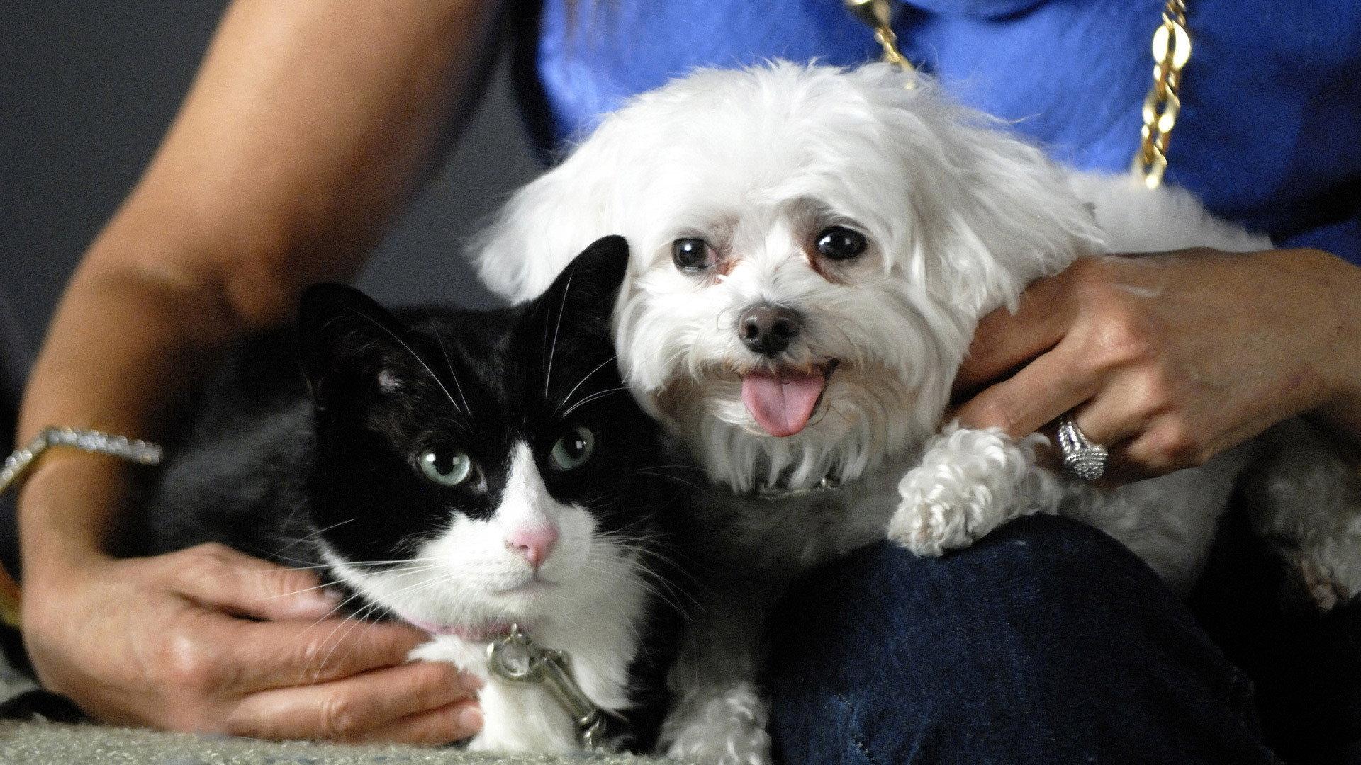 Still from Why We Love Cats and Dogs