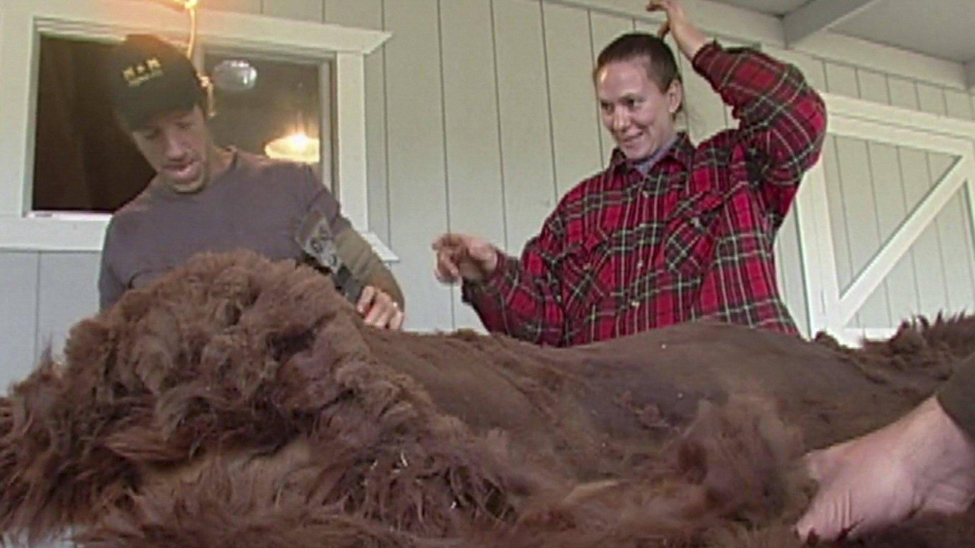 Still from Alpaca Shearer