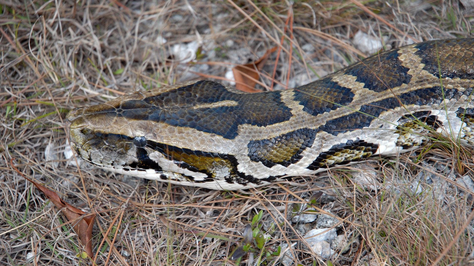 Still from Invasion of the Giant Pythons