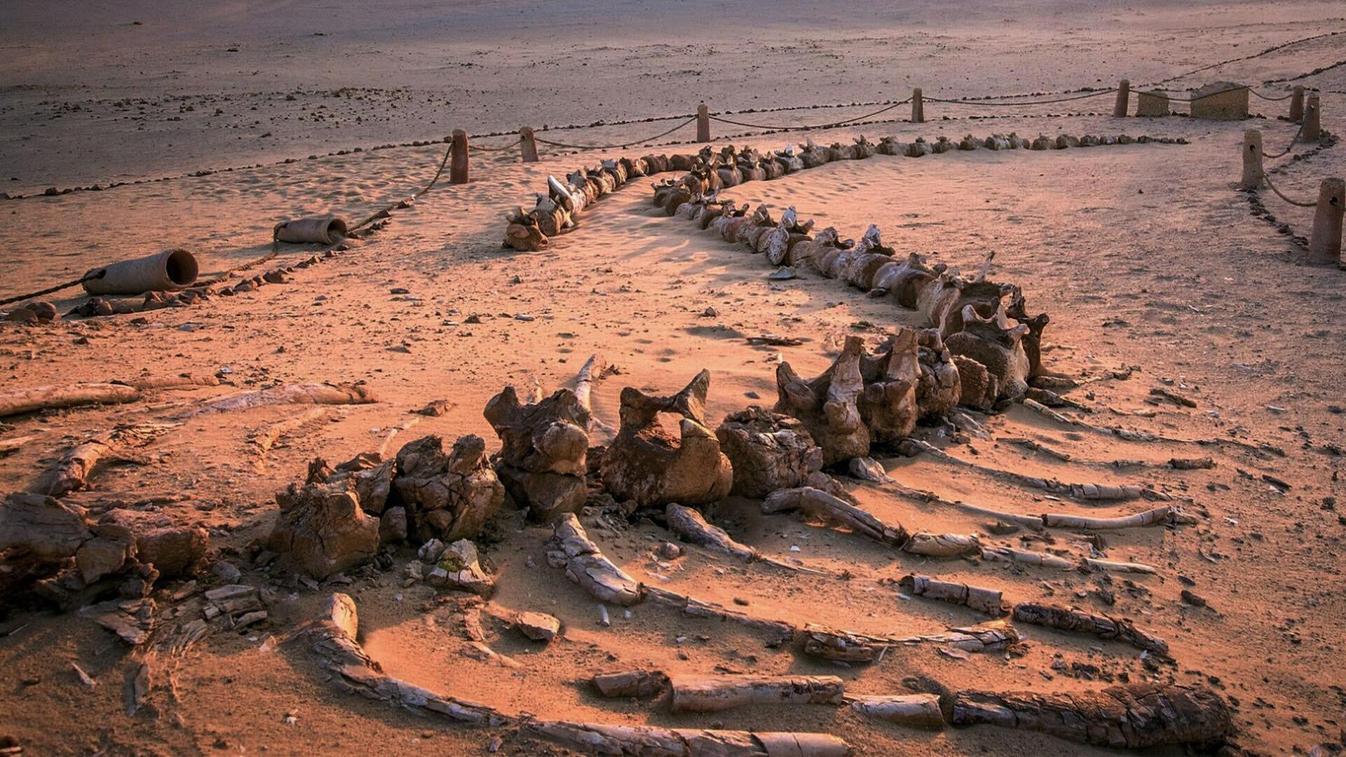 Still from When Whales Could Walk