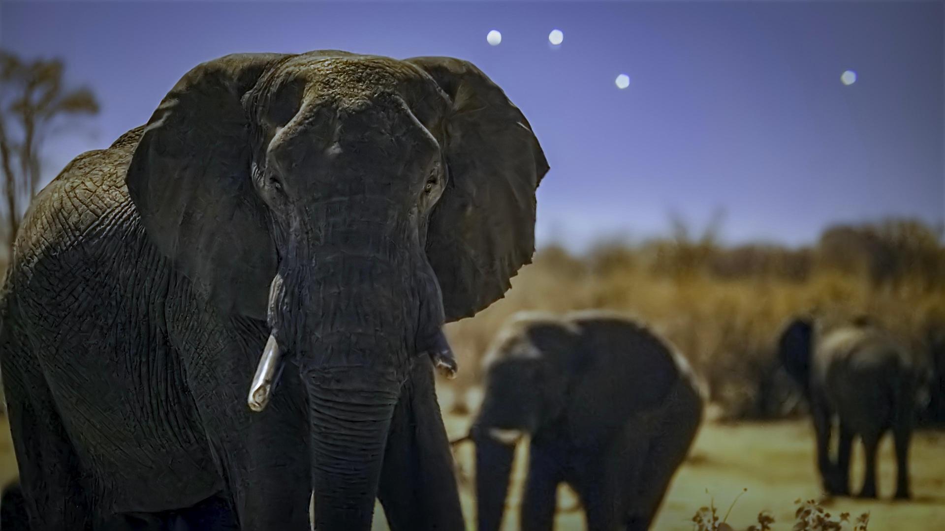 Still from Elephant Plains