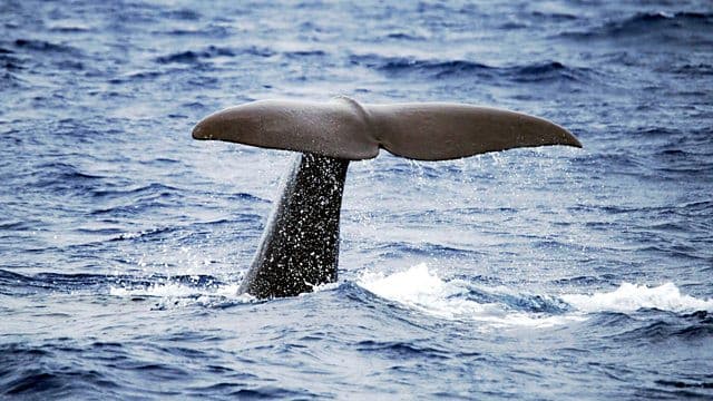 Still from Sperm Whales: Back From the Abyss