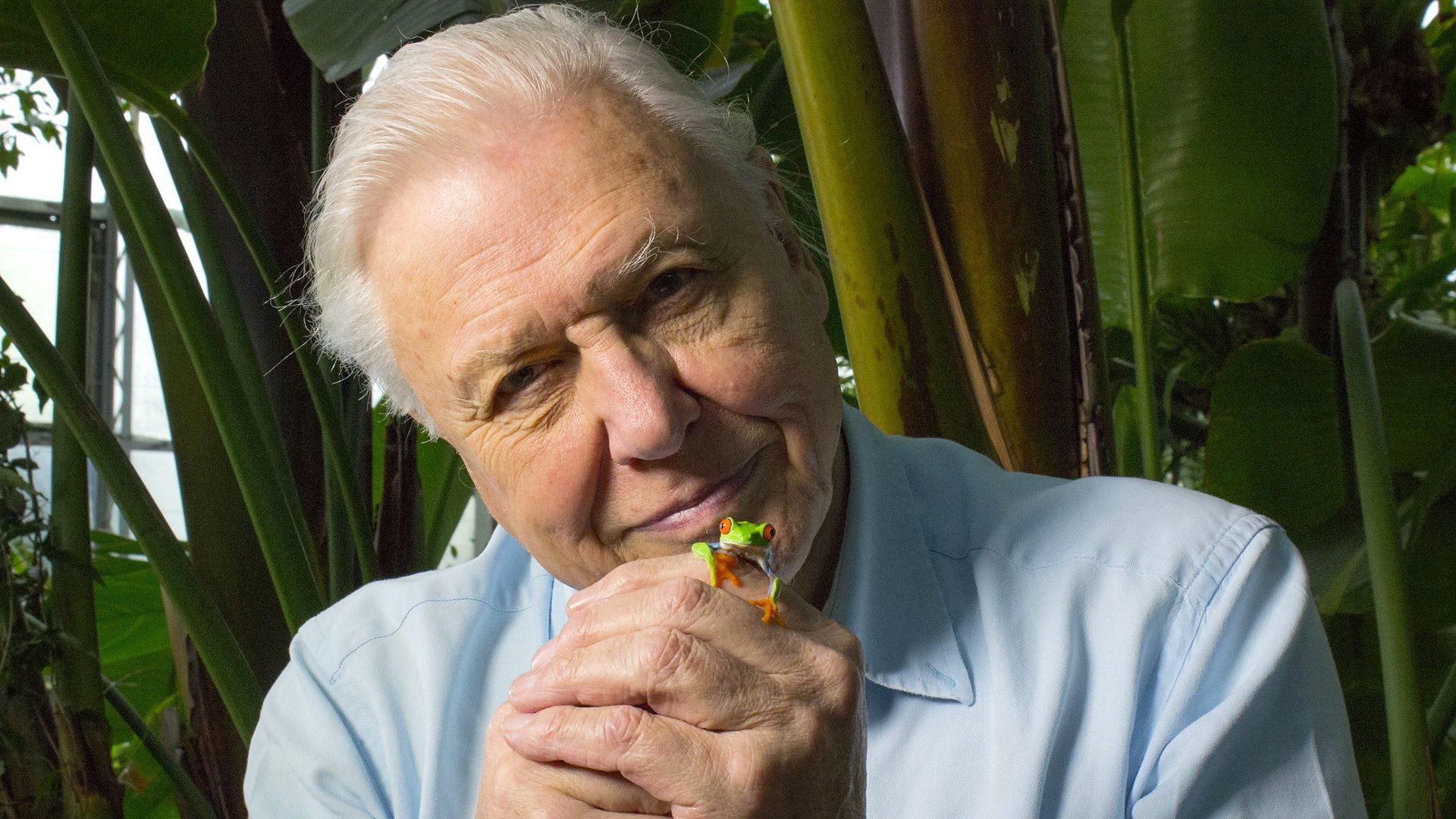 Still from Attenborough's Fabulous Frogs