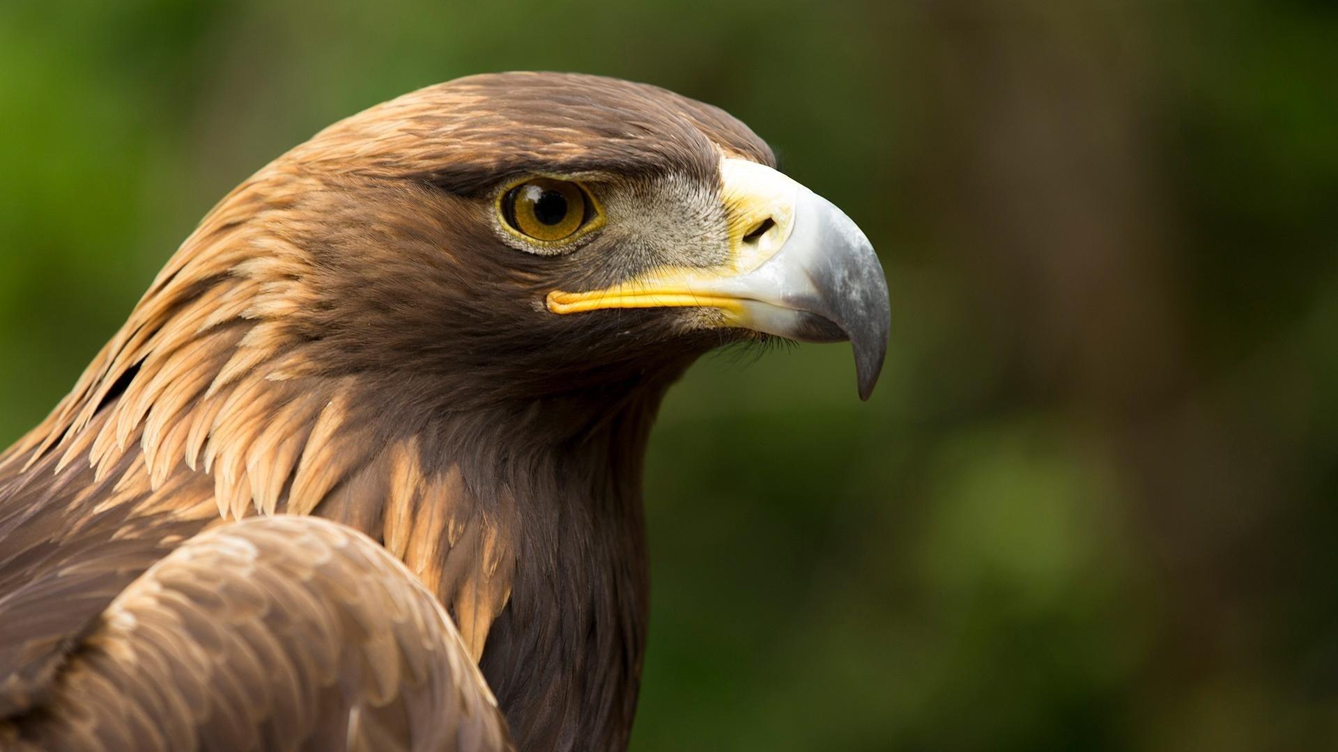 Still from Eagle Power