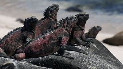 Still from The Dragons of Galapagos