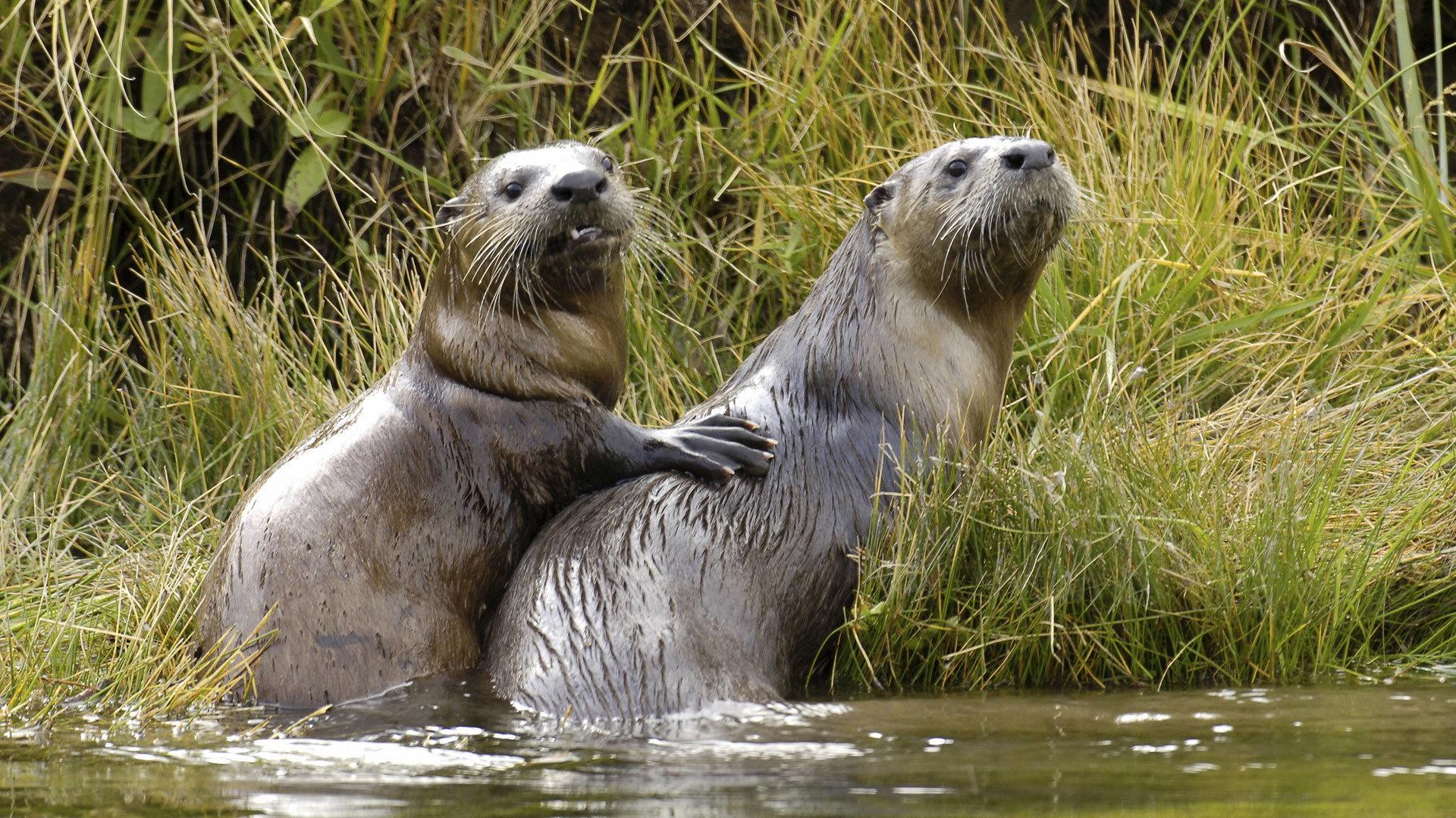 Still from Yellowstone Otters