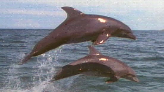 Still from Dolphins: Close Encounters