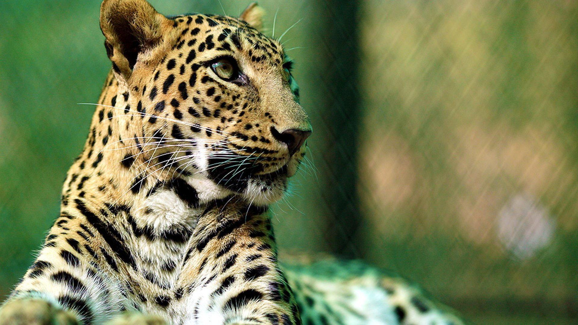Still from Leopards: 21st Century Cats