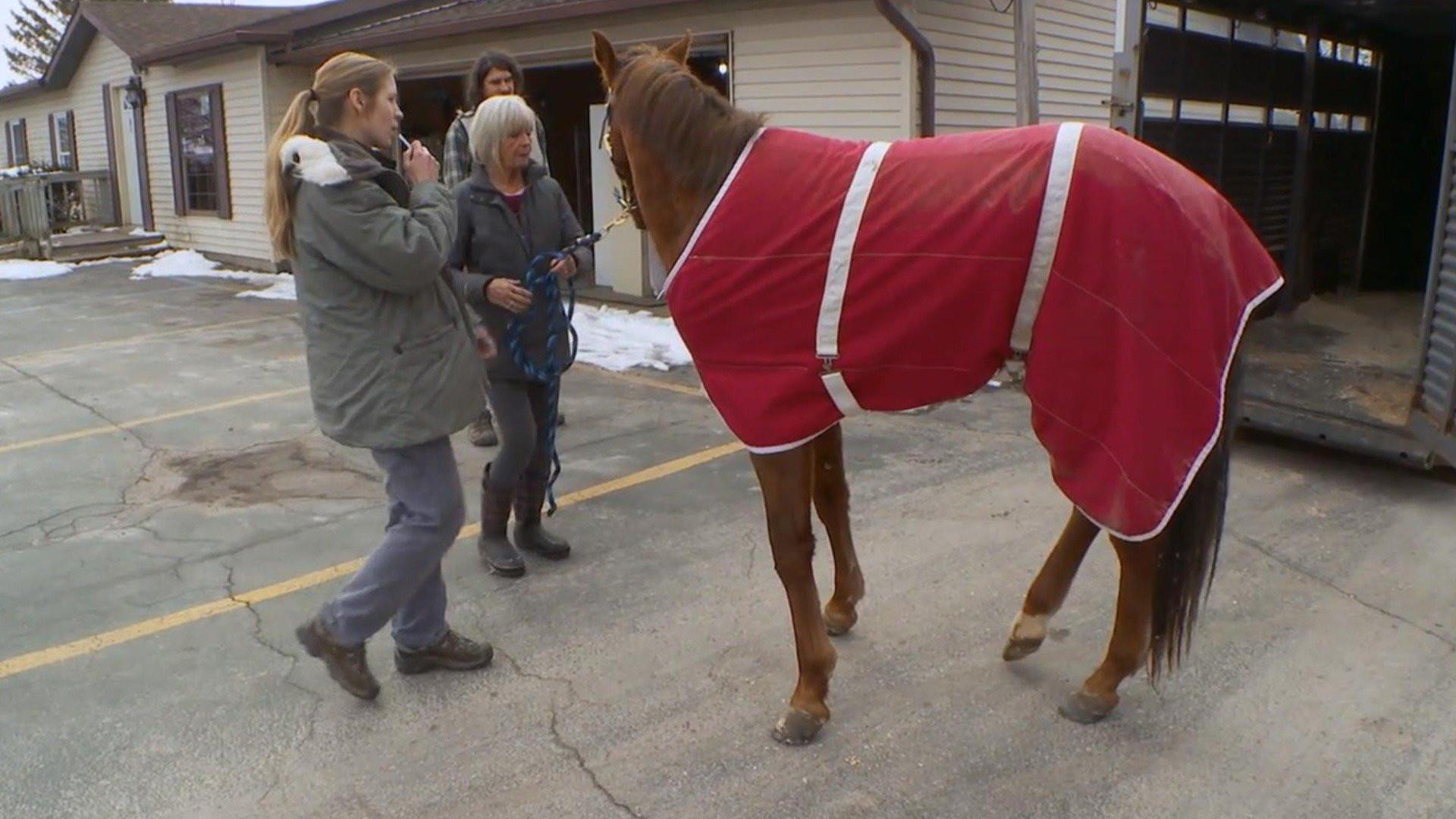 Still from A Plague on Both Your Horses