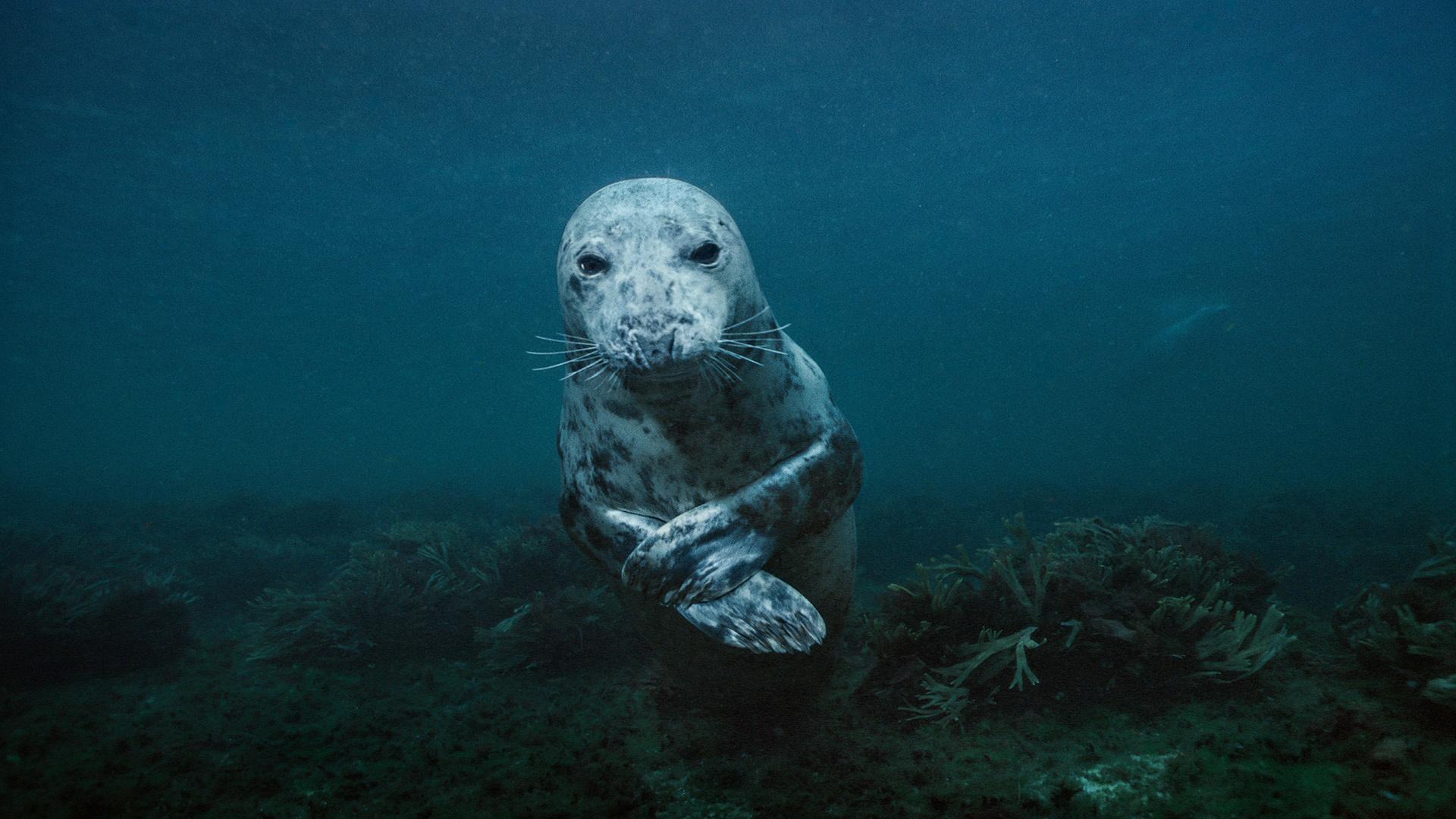 Still from Sea Change: Bounty in the Gulf of Maine